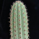 Weberbauerocereus cuzcoensis (Peru) (only one plant ! exceptional. Ask for avaibility before ordering)